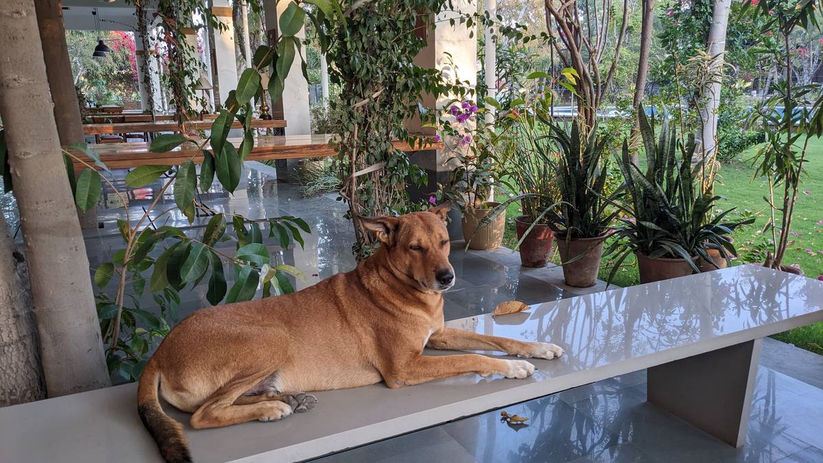 Farm dog resting on the marble bench — PushkarOrganic